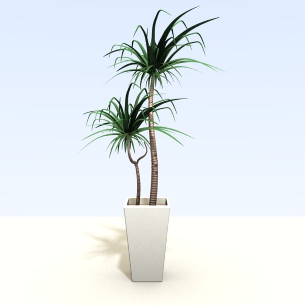 Yucca preview image 1